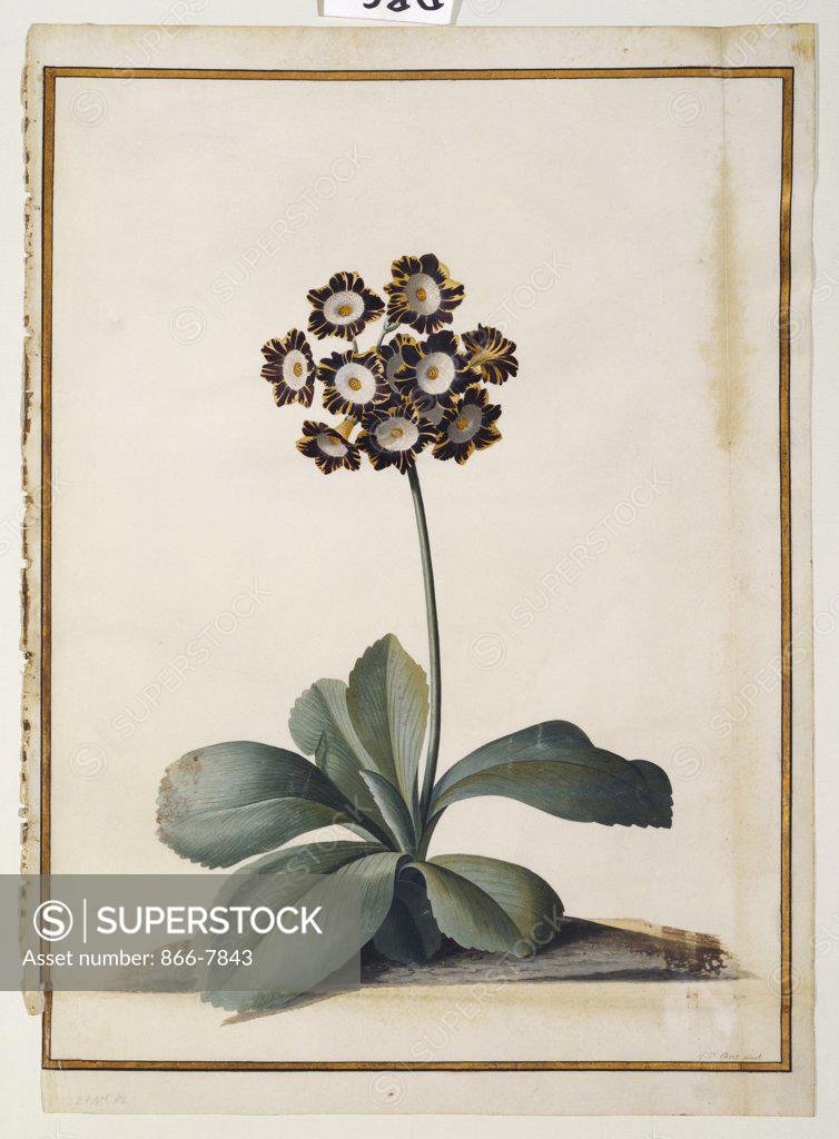 Stock Photo: 866-7843 A Purple Variegated Auricula. Georg Dionysius Ehret (1708-1770). Watercolour and bodycolour on vellum, 470 x 333mm.