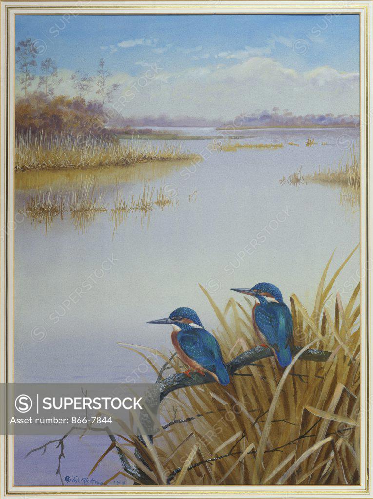 Stock Photo: 866-7844 Kingfishers on a Branch.  Philip Rickman (1891-1982).  Pencil, watercolour and bodycolour, 22 3/4 x 16 3/4.