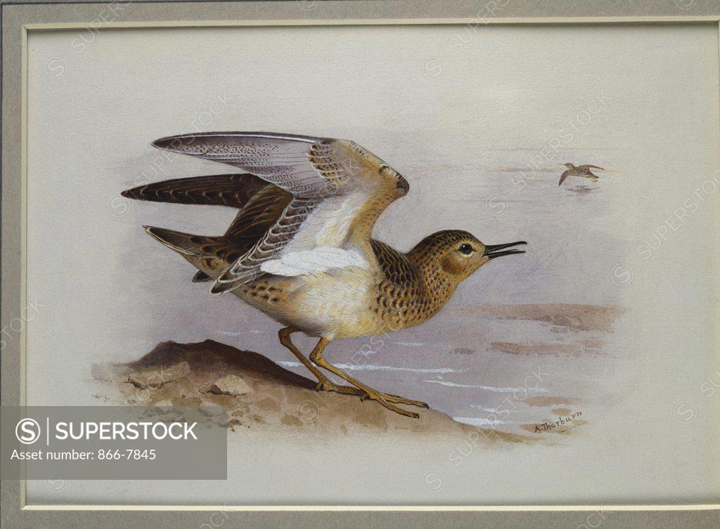 Stock Photo: 866-7845 A Buff-Breasted Sandpiper.  Archibald Thorburn (1860-1935). Pencil and watercolour heightened with white, vignette, 6 3/4 x 9 5/8in.
