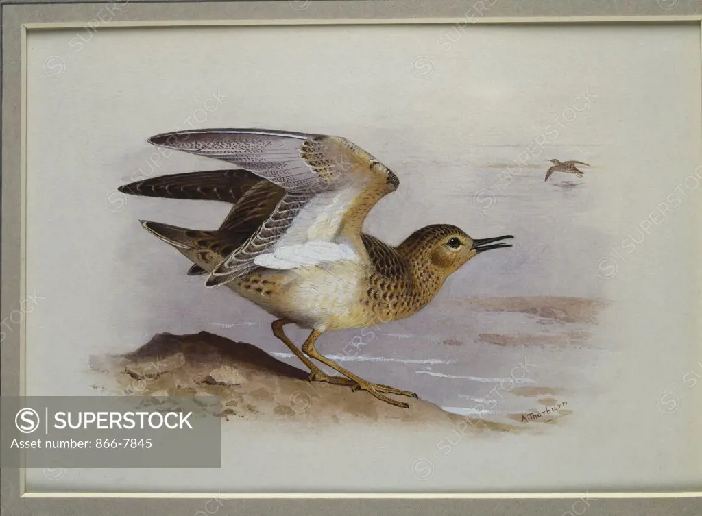 A Buff-Breasted Sandpiper.  Archibald Thorburn (1860-1935). Pencil and watercolour heightened with white, vignette, 6 3/4 x 9 5/8in.