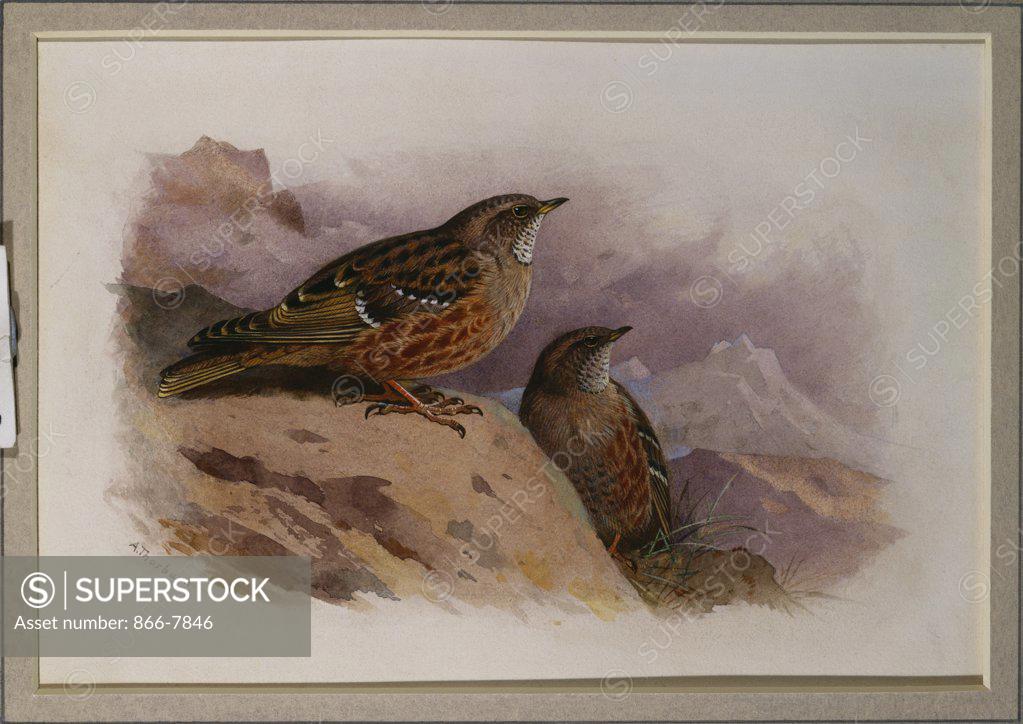 Stock Photo: 866-7846 An Alpine Accentor.  Archibald Thorburn (1860-1935). Pencil and watercolour heightened with white, vignette, 6 1/2 x 9 3/8in.