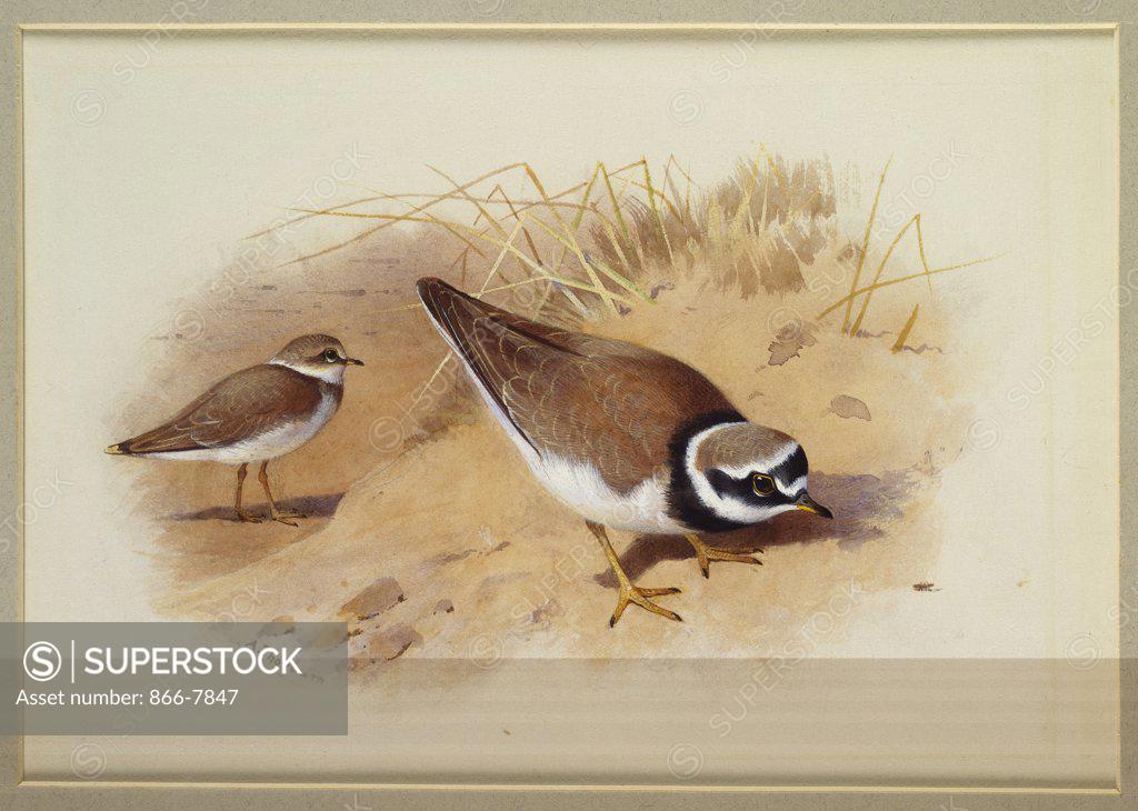 Stock Photo: 866-7847 A Little Ringed Plover.  Archibald Thorburn  (1860-1935). Watercolour heightened with white vignette, 6 7/8 x 9 3/4in.