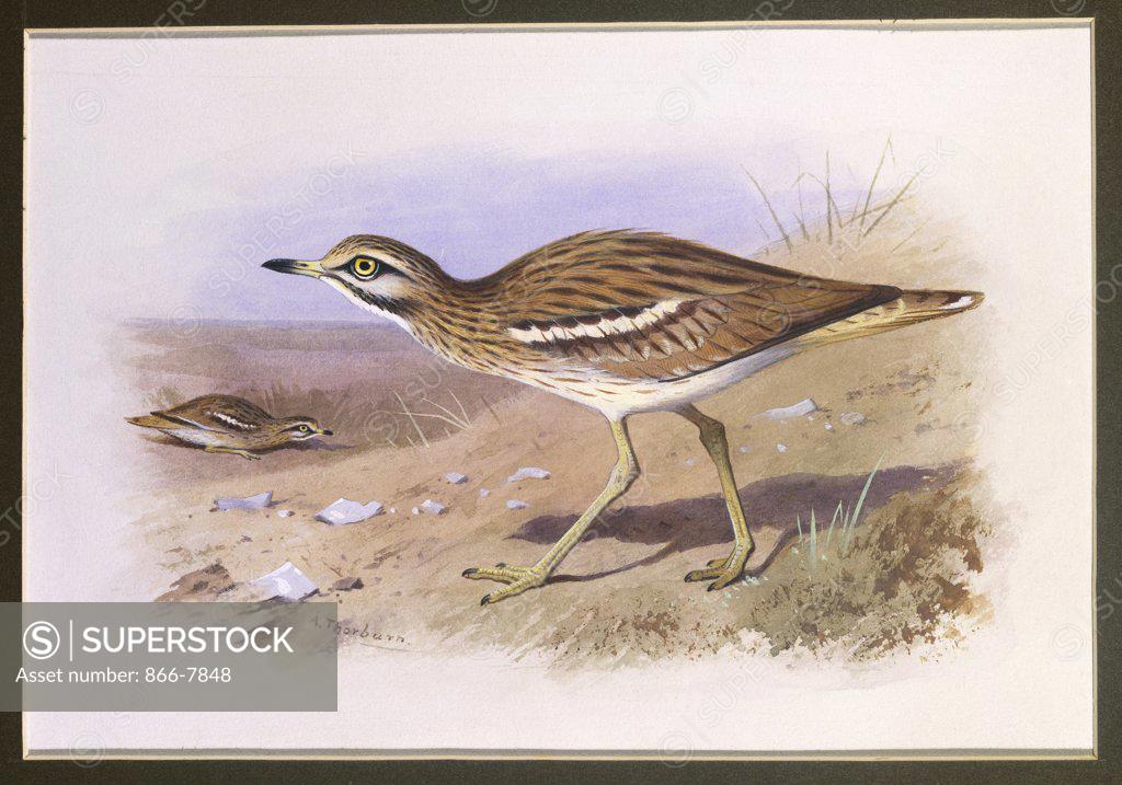 Stock Photo: 866-7848 A Stone Curlew. Archibald Thorburn (1860-1935). Watercolour heightened with white vignette, 6 5/8 x 9 5/8in.
