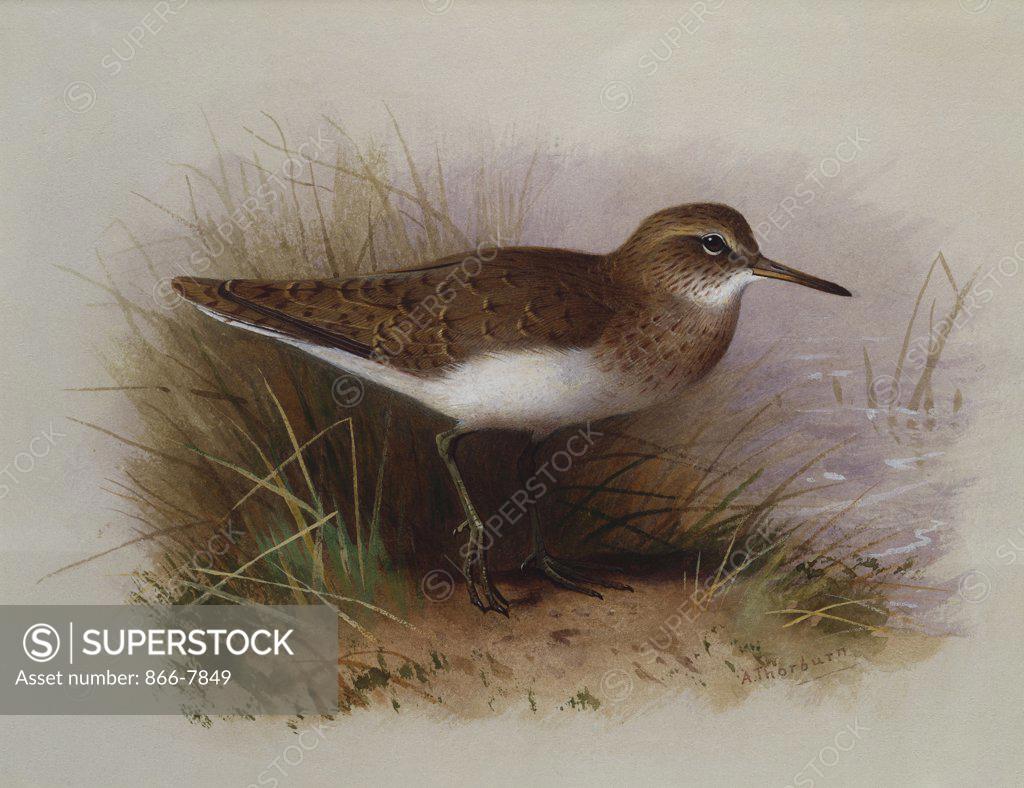 Stock Photo: 866-7849 A Common Sandpiper. Archibald Thorburn (1860-1935). Watercolour heightened with white, vignette, 6 7/8 x 9 3/4in.