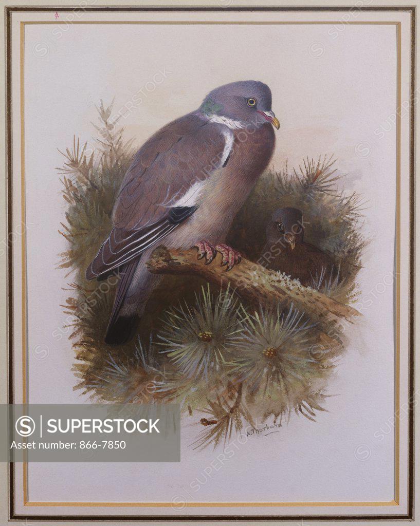 Stock Photo: 866-7850 A Wood Pigeon or Ring Dove. Archibald Thorburn (1860-1935). Pencil and watercolour with touches of white heightening, 8 3/4 x 6 5/8in.
