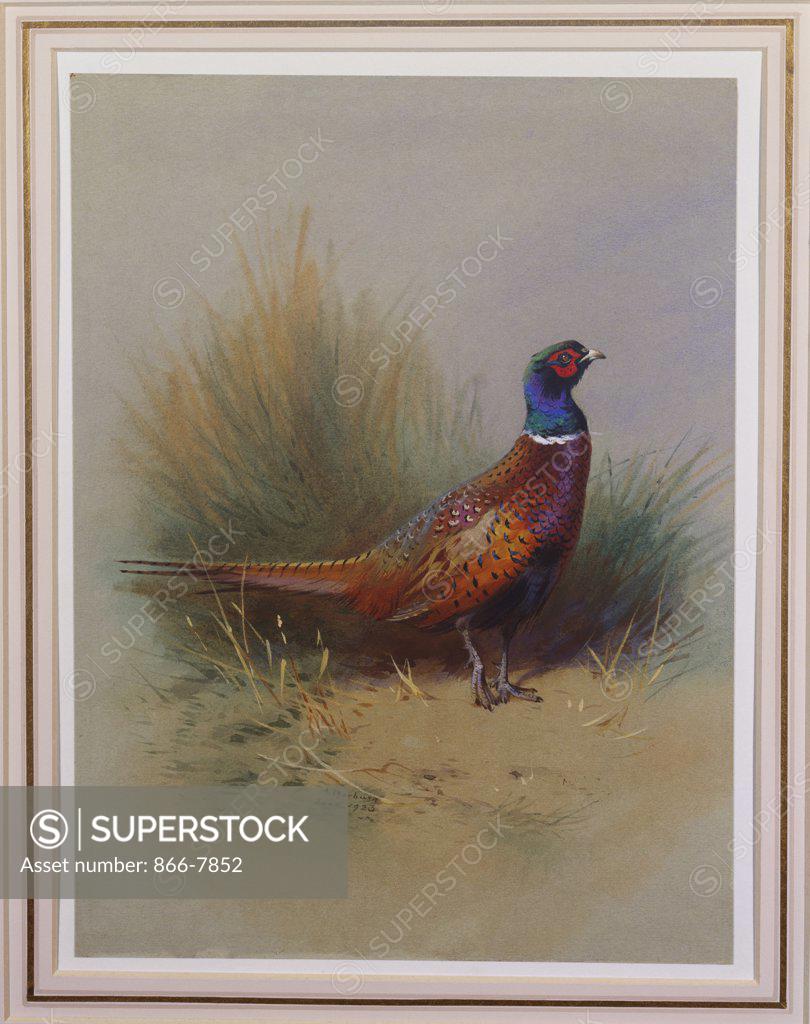 Stock Photo: 866-7852 A Cock Pheasant. Archibald Thorburn (1860-1935). Pencil and watercolour heightened with white, on pale grey paper,  dated 1923.  10 1/4 X 7 1/2.
