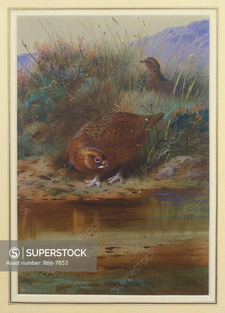 Stock Photo: 866-7853 Red Grouse at the Water's Edge. Archibald Thorburn (1860-1935). Dated 1905, pencil and watercolour heightened with white, on light grey paper, 10 1/2 x 14 5/8in.