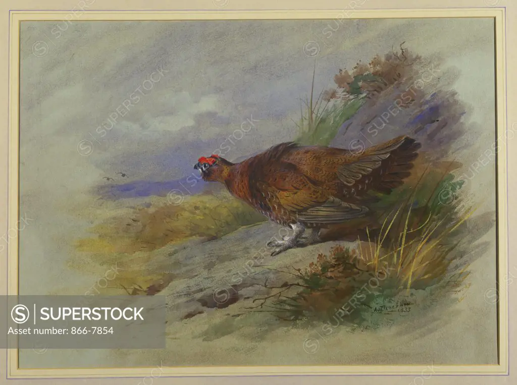 Red Grouse. Archibald Thorburn (1860-1935). Pencil and watercolour with touches of white heightening, on light grey paper, 10 1/2 x 14 5/8in.