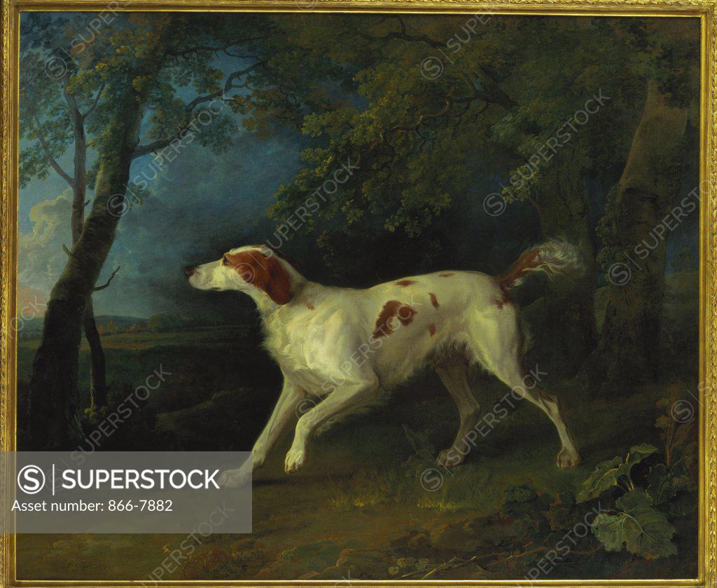 Stock Photo: 866-7882 A Brown and White Setter in a Wooded Landscape.   Sawrey Gilpin, R.A. (1733-1807). Oil on canvas, dated 1773, 155 x 181.6cm.
