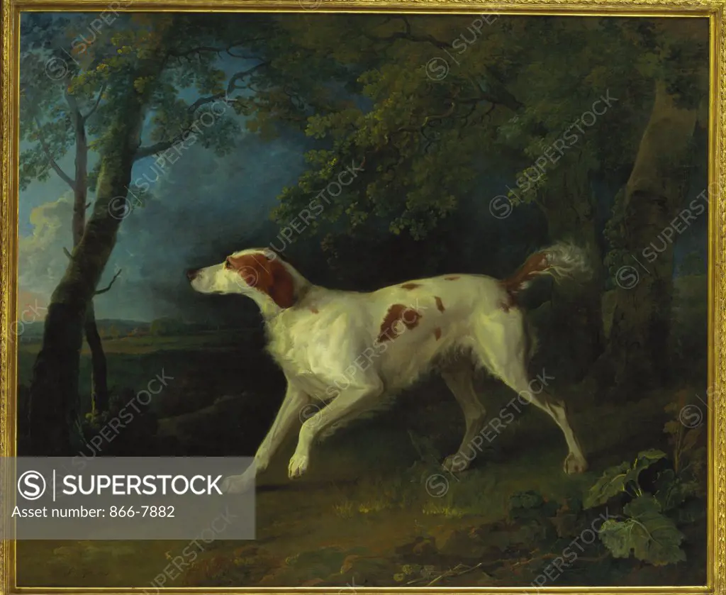 A Brown and White Setter in a Wooded Landscape.   Sawrey Gilpin, R.A. (1733-1807). Oil on canvas, dated 1773, 155 x 181.6cm.