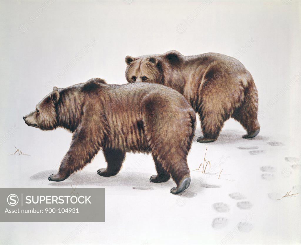 Stock Photo: 900-104931 Bears Artist Unknown 