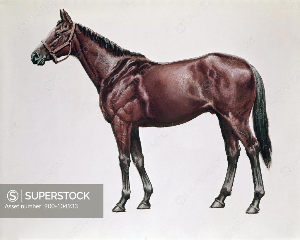 Stock Photo: 900-104933 Horses Artist Unknown 