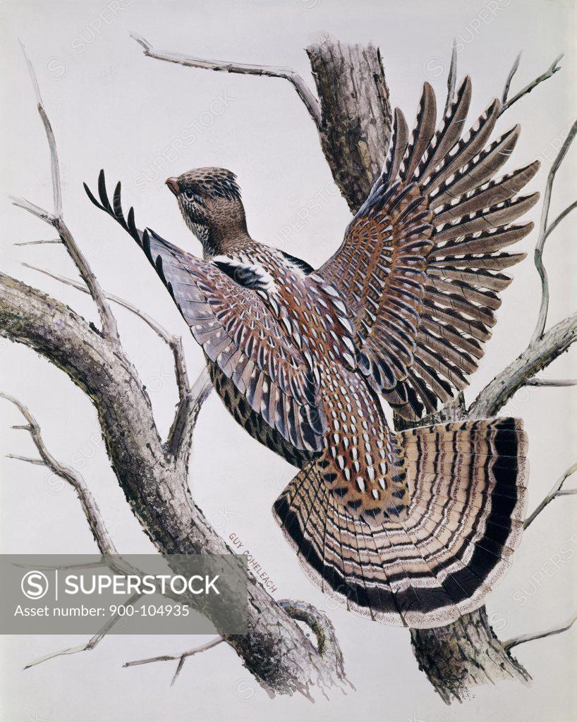 Stock Photo: 900-104935 Pheasant Artist Unknown 
