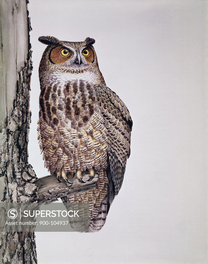 Stock Photo: 900-104937 Owl Artist Unknown 