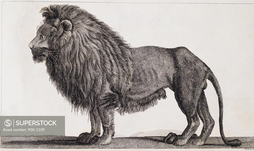 Stock Photo: 900-1109 Lion Print Artist Unknown 