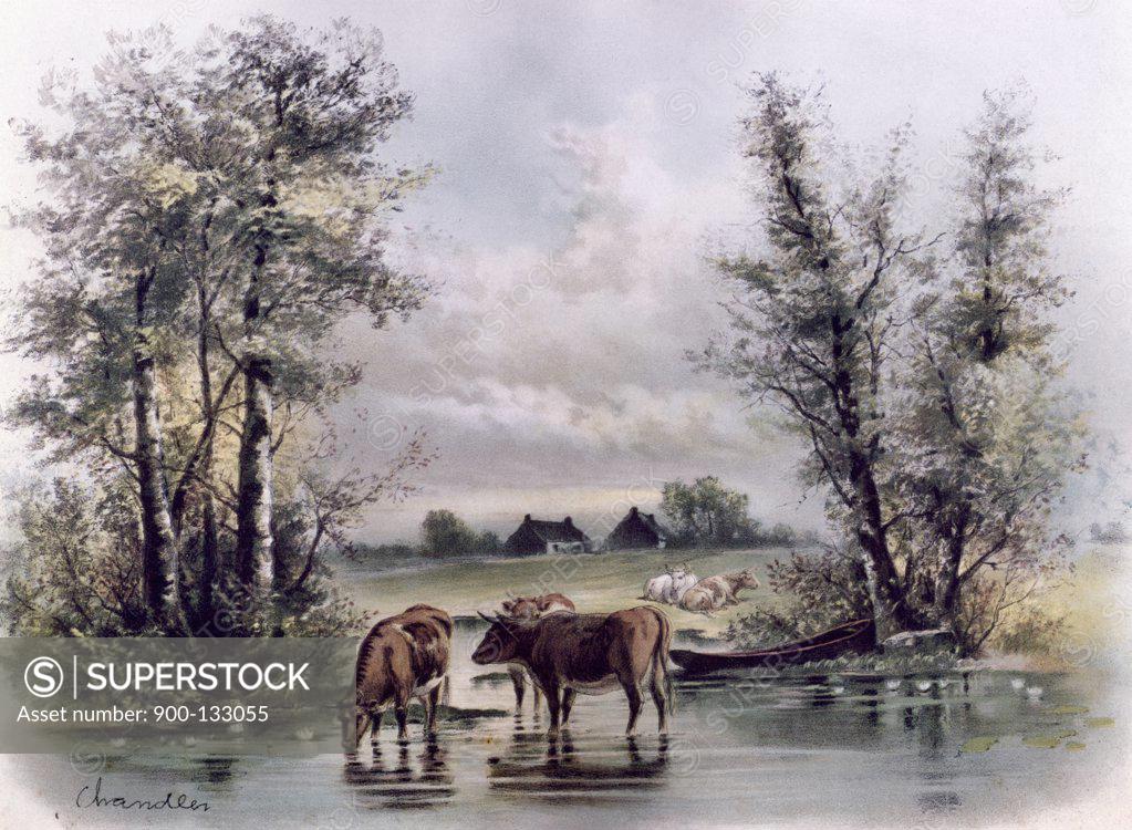 Stock Photo: 900-133055 Cows in Stream, artist unknown,, 19th-20th Century