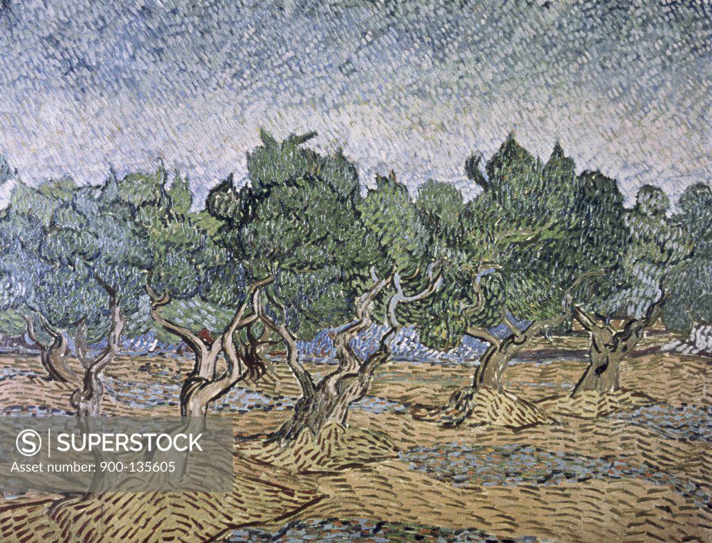 Stock Photo: 900-135605 Olive Orchard, Violet Soil Vincent van Gogh (1853-1890/Dutch) Van Gogh Museum, Amsterdam, Netherlands