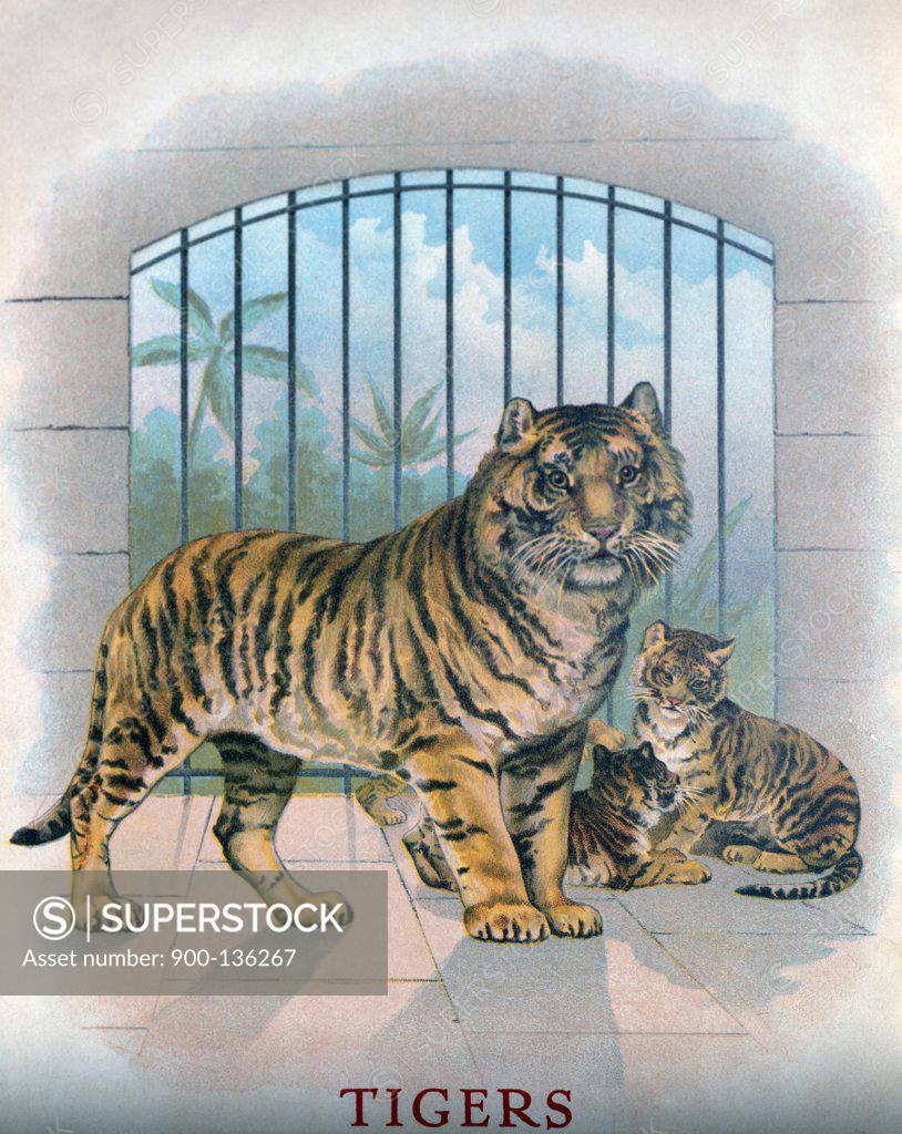 Stock Photo: 900-136267 Tiger And Two Cubs, Artist Unknown
