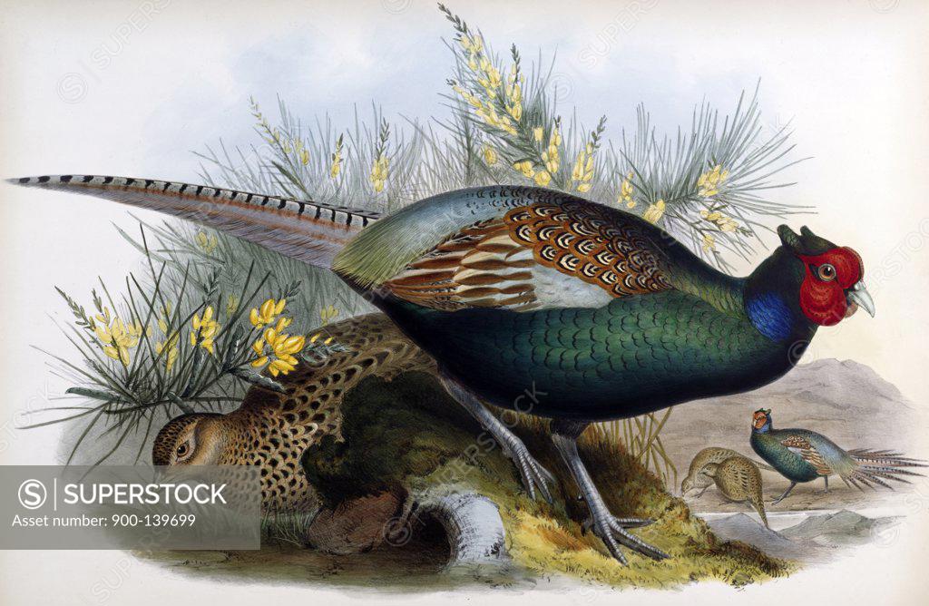 Stock Photo: 900-139699 Japanese Pheasant John Gould (1804-1881 British)