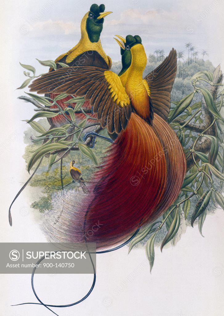 Stock Photo: 900-140750 Red Bird of Paradise John Gould (1804-1881 British) 