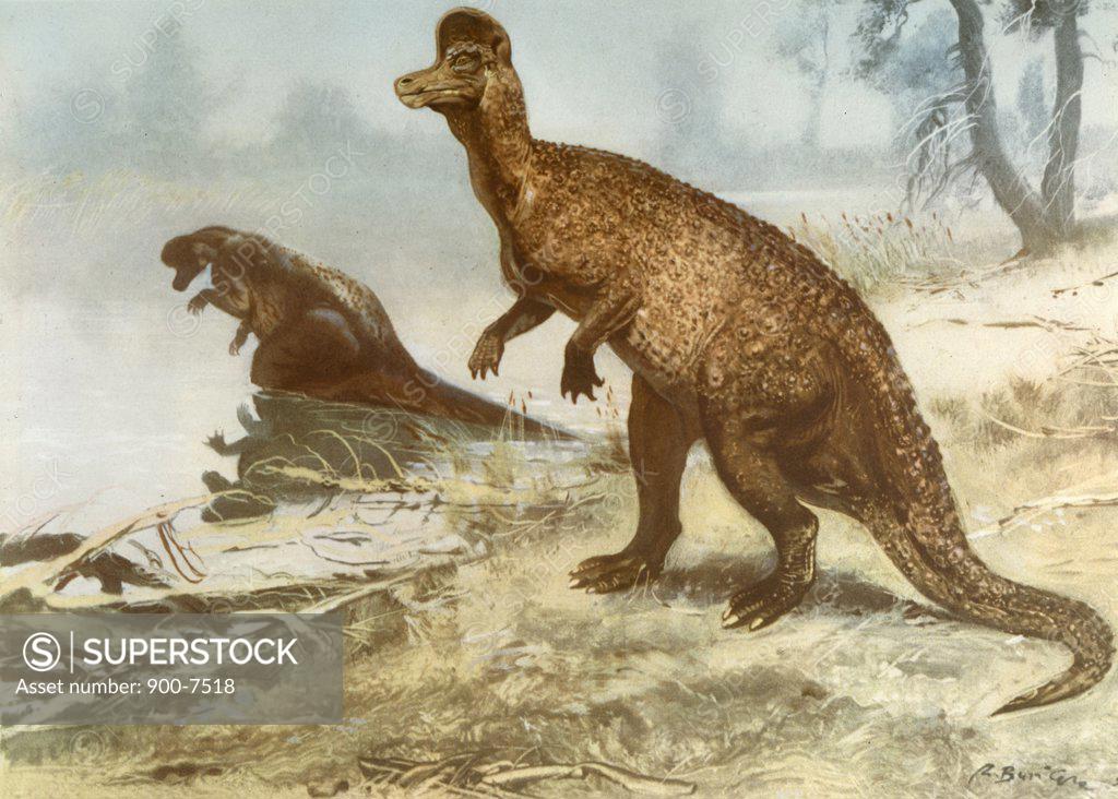 Stock Photo: 900-7518 Corythosaurus,  by Zdenek Burian,  1905-1981