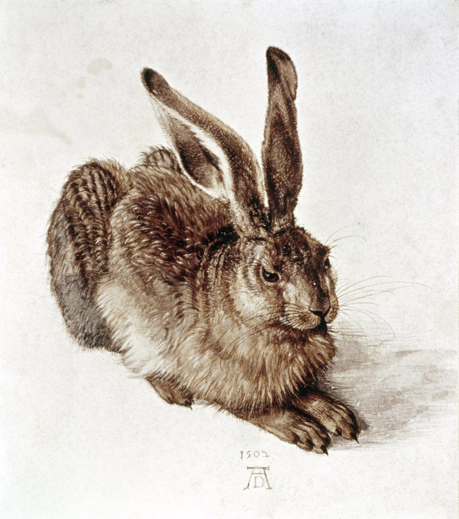 The Young Hare 1502 Albrecht Durer (1471-1528 German) Watercolor Graphische Sammlung, Albertina, Vienna, Austria