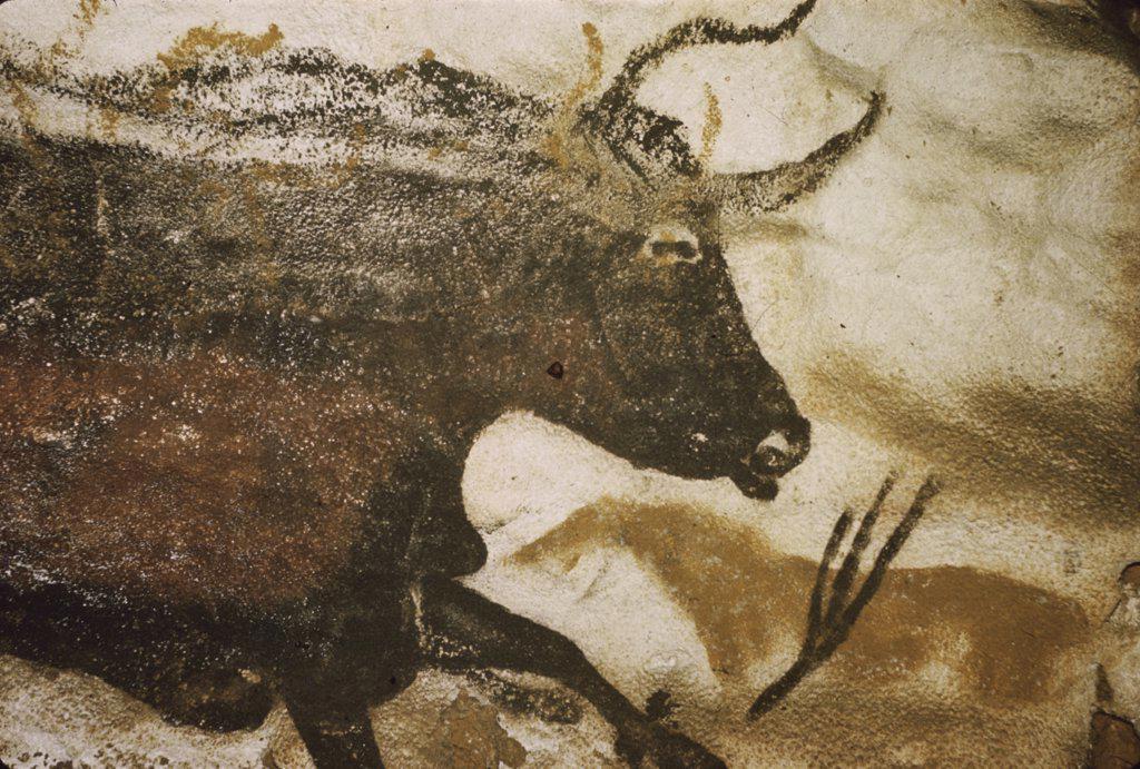 Great Black Bull Prehistoric Art Lascaux Caves, France