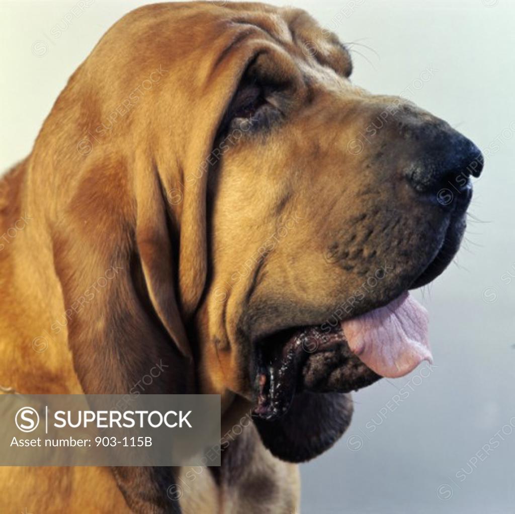 Stock Photo: 903-115B Close-up of a Bloodhound