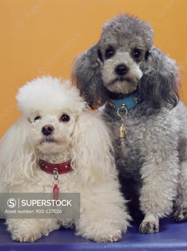 Stock Photo: 903-127026 Miniature Poodles