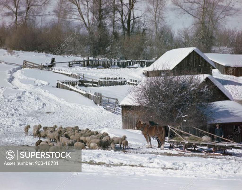 Stock Photo: 903-18731 Flock of sheep standing on snow near barns