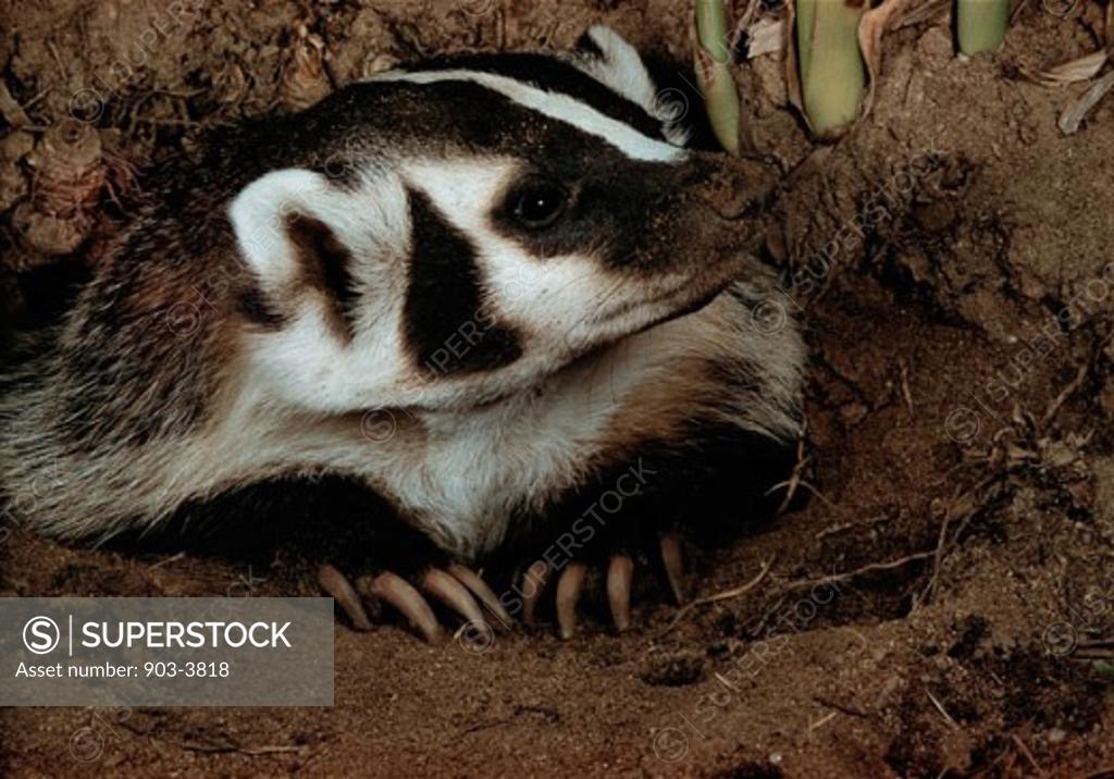 Stock Photo: 903-3818 A Badger in the ground