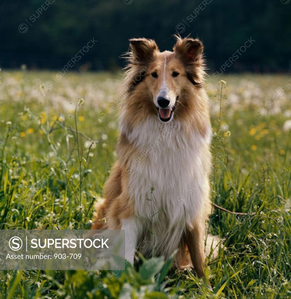 Stock Photo: 903-709 A Collie sitting on a grassy field