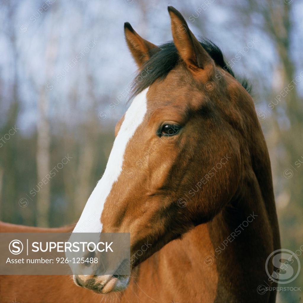 Stock Photo: 926-125488 Close-up of a horse