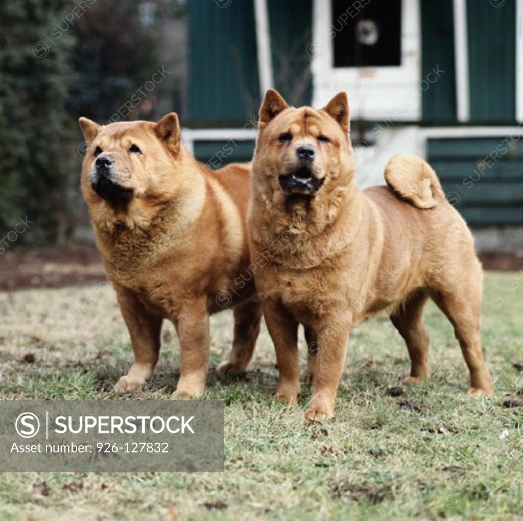 Stock Photo: 926-127832 Chow Chows