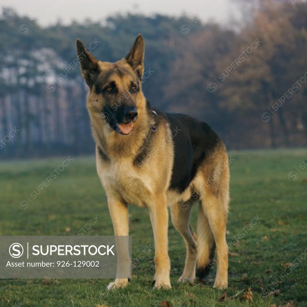 Stock Photo: 926-129002 German Shepherd