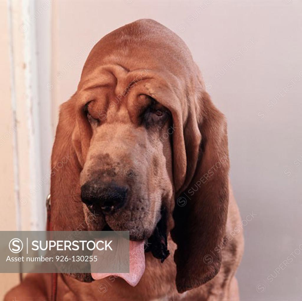 Stock Photo: 926-130255 Bloodhound