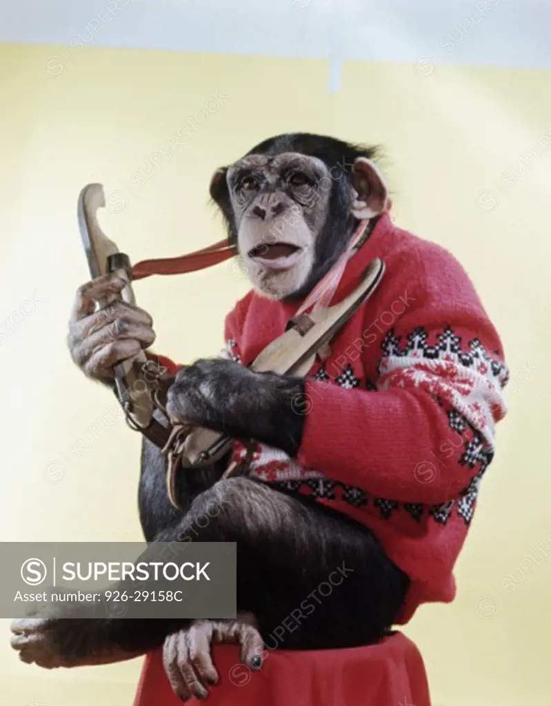 Creative musical chimpanzee