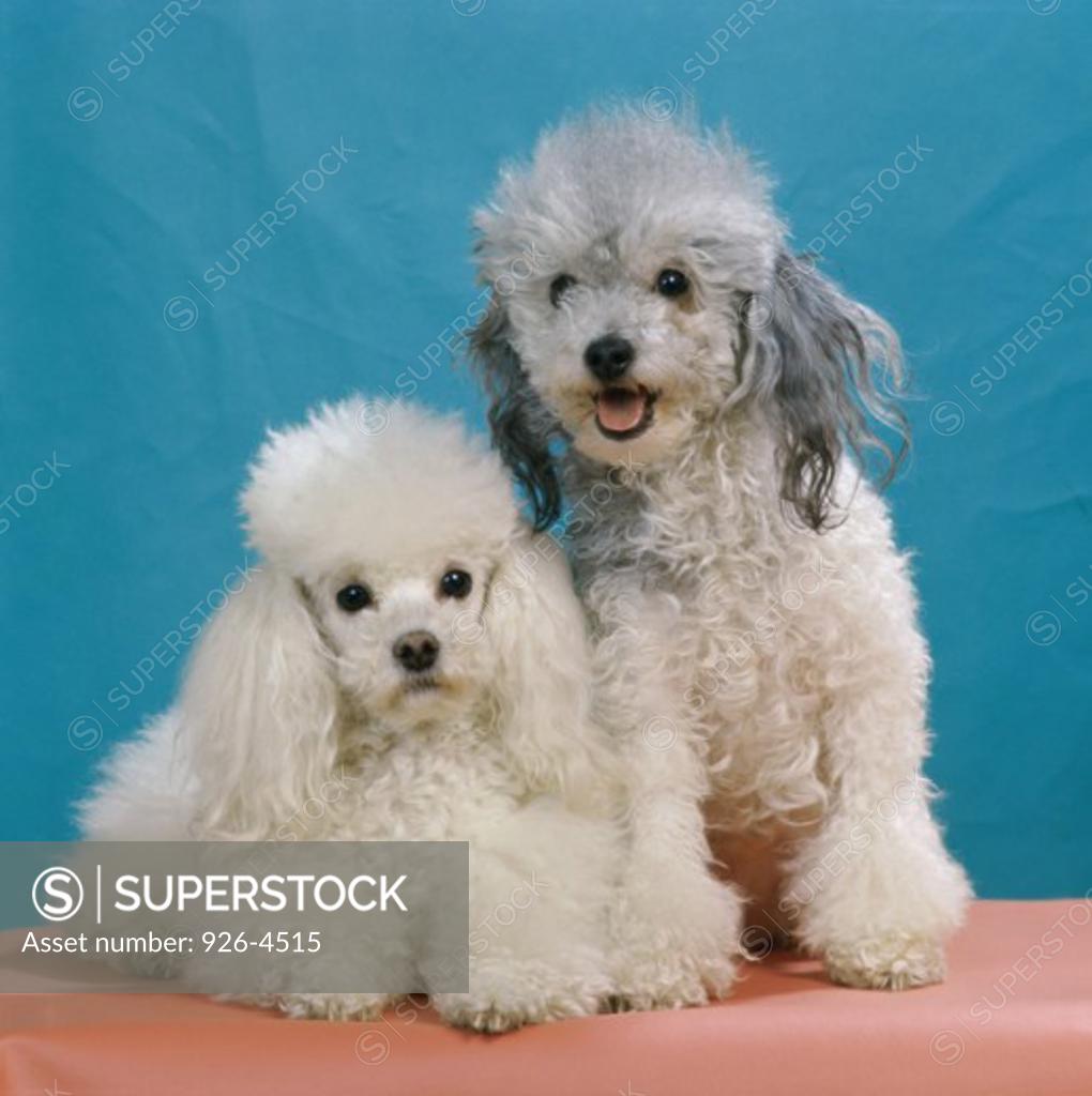 Stock Photo: 926-4515 Miniature Poodles