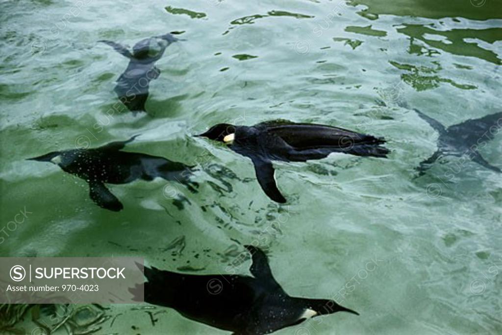 Stock Photo: 970-4023 King Penguins