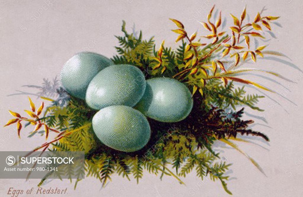 Stock Photo: 980-1341 Eggs of Redstart, Nostalgia Cards