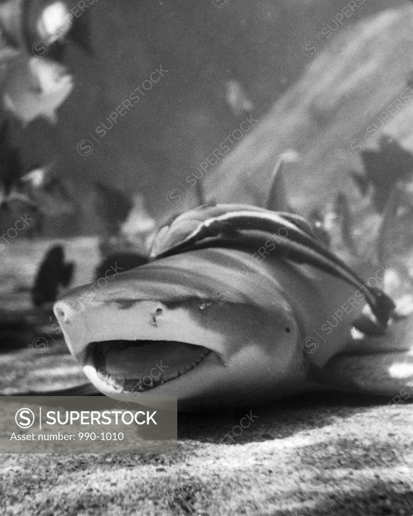 Stock Photo: 990-1010 Close-up of a shark underwater