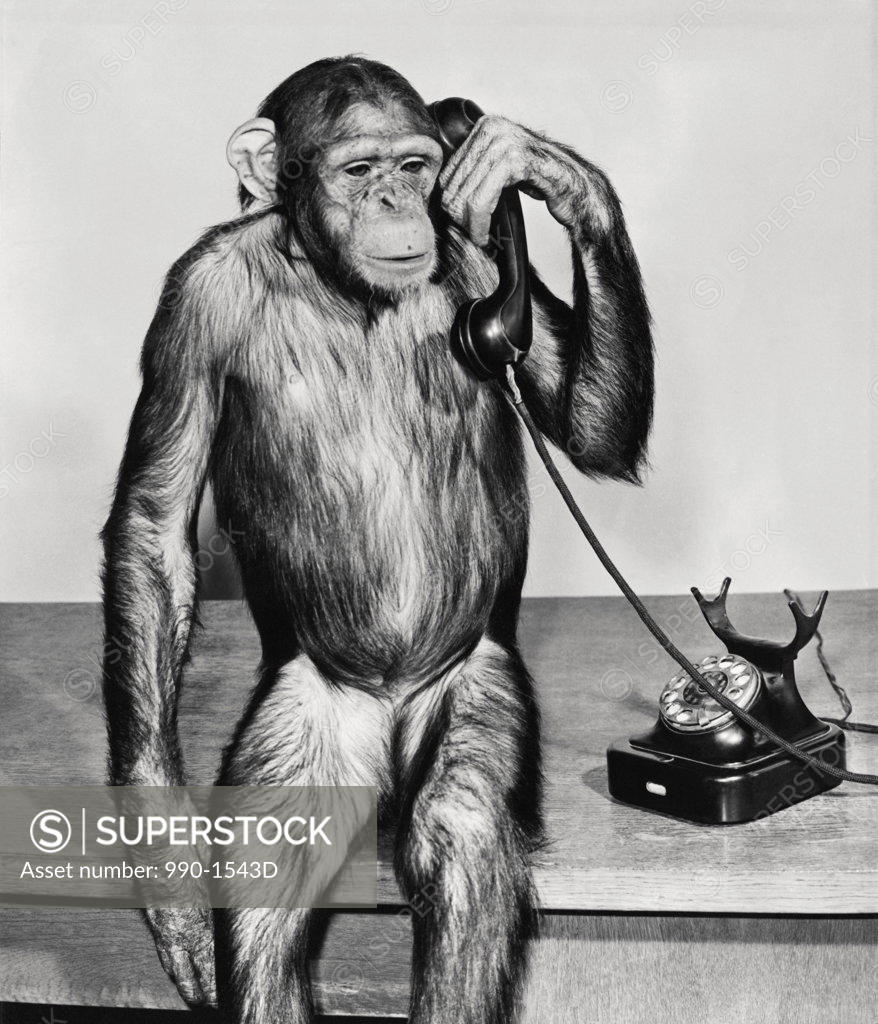 Stock Photo: 990-1543D Close-up of a chimpanzee holding a telephone receiver