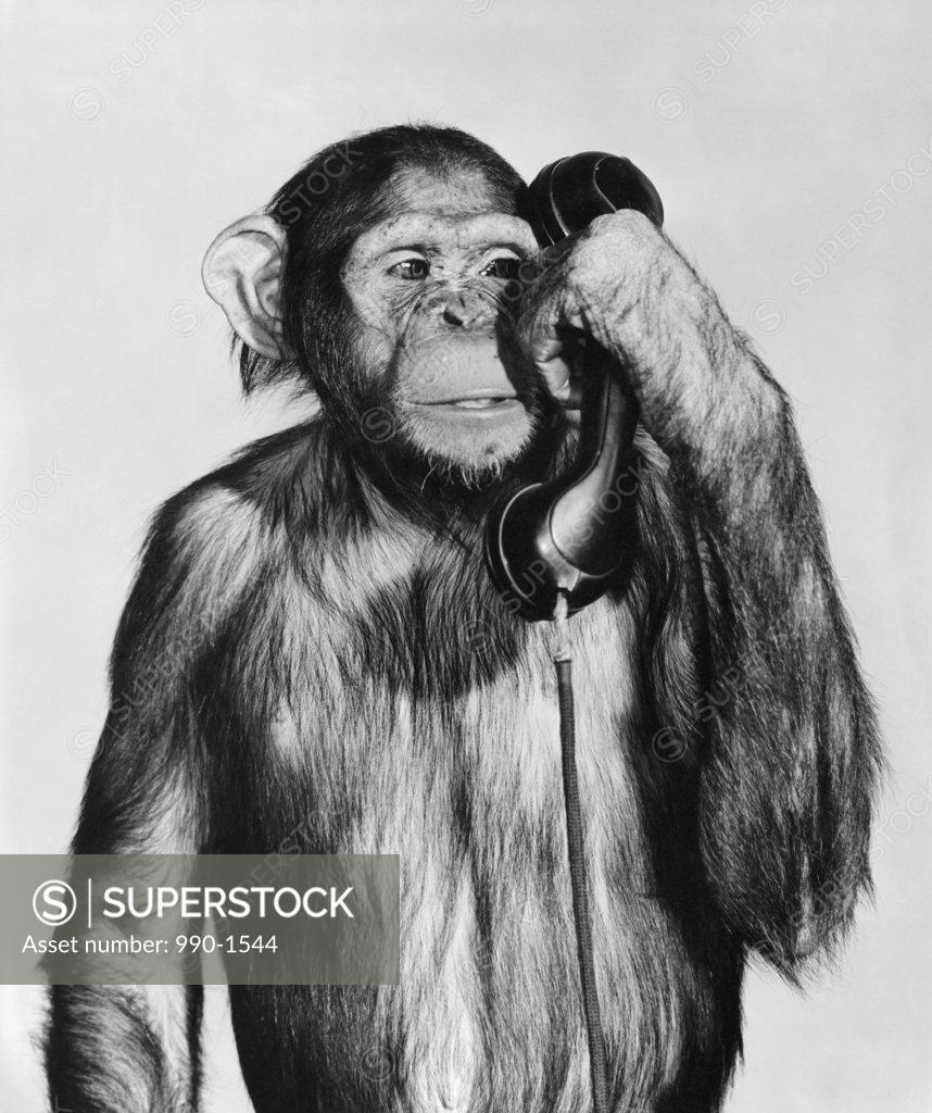 Stock Photo: 990-1544 Close-up of a chimpanzee holding a telephone receiver