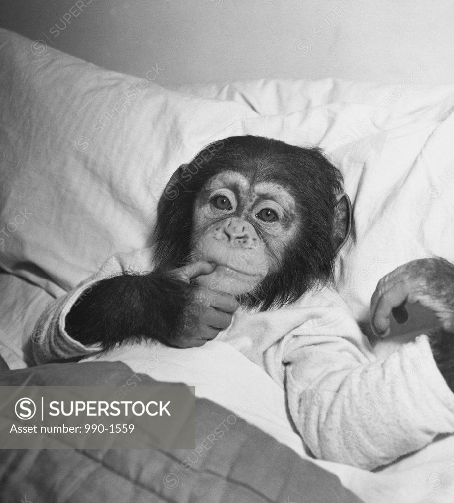 Stock Photo: 990-1559 High angle view of a young chimpanzee lying on the bed