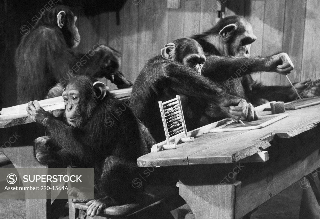 Stock Photo: 990-1564A Four chimpanzees sitting in a classroom