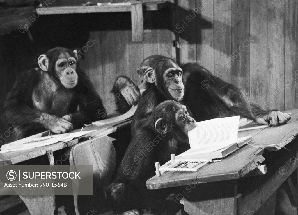 Stock Photo: 990-1564B Four chimpanzees sitting in a classroom