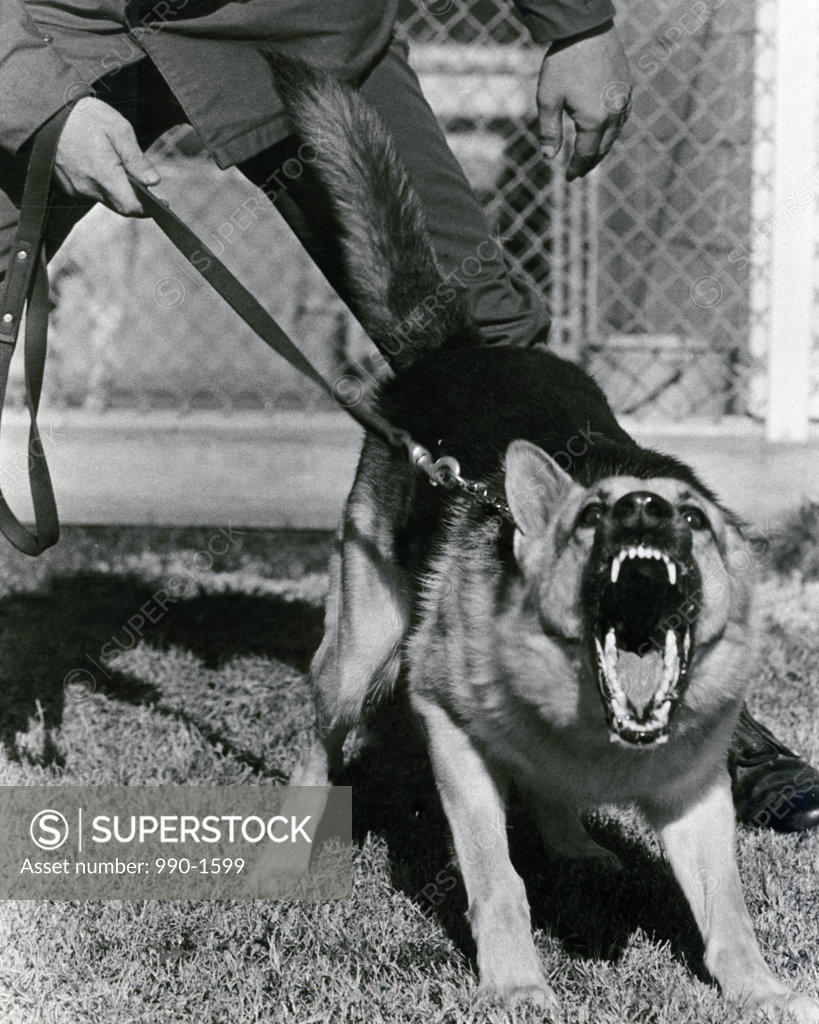 Stock Photo: 990-1599 German Shepherd barking, front view