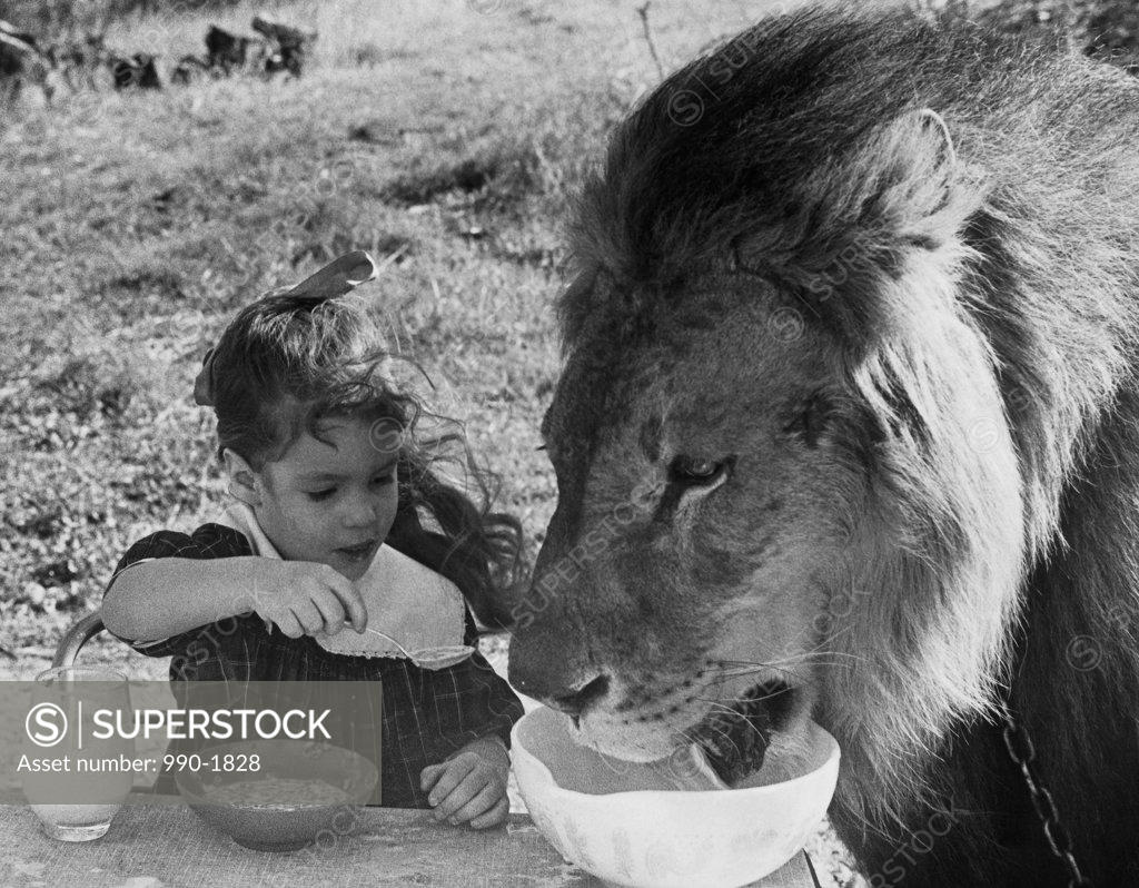 Stock Photo: 990-1828 Close-up of a girl and a lion having breakfast together (Panthera leo)