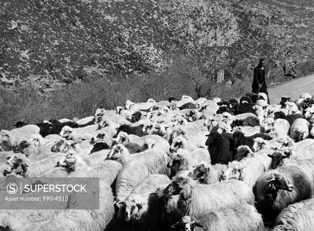 Stock Photo: 990-4518 Greece, man leading flock of sheep
