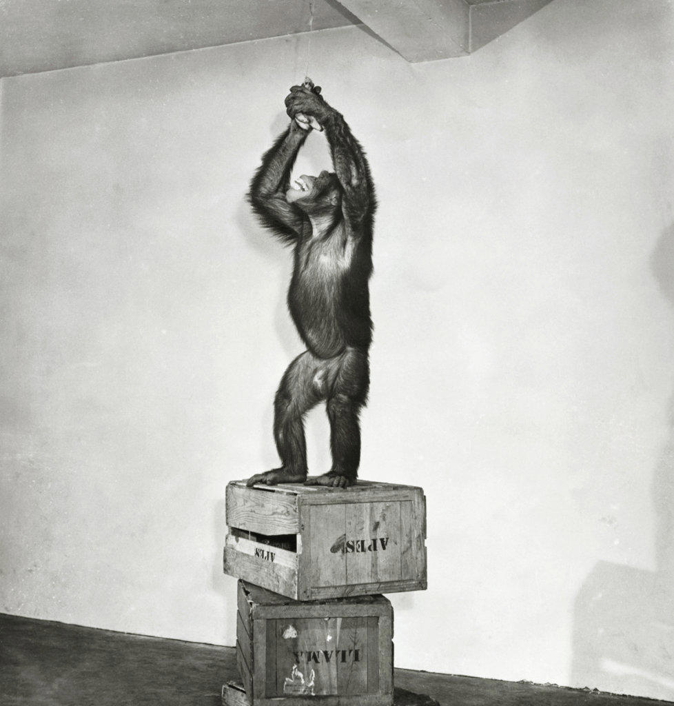Chimpanzee standing on a stack of crates and reaching for a bunch of bananas
